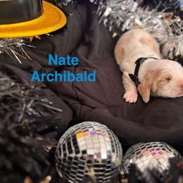 Basset Hound Puppies from Hound House