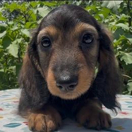 Red Sable 2 - Sable male Dachshund puppy in Alice, Texas from Crimson’s longhair Dachshunds
