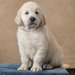 Apollo- Black Collar - Light golden male Golden Retriever puppy in Germantown, Ohio from Doodle Patch Farm