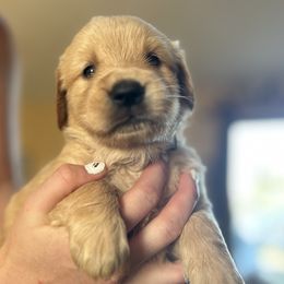 Golden Retriever and Labrador Retriever Puppies from Storm Chasers Retrievers