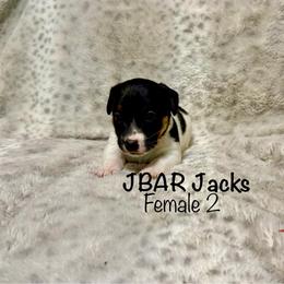 Female 2 - Tri-color female Jack Russell Terrier puppy in Bedias, Texas from JBar Jacks