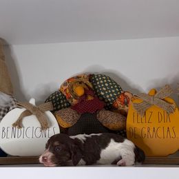 Scooby - Piebald male Dachshund puppy in Miami, Florida from Teenie Bikini Weenies