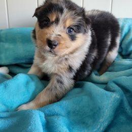 Australian Shepherd Puppies from Triple M Aussies