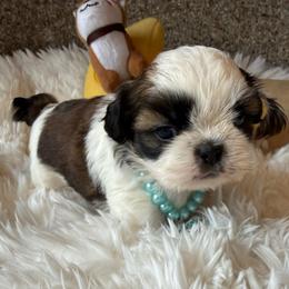 Meet Bentley Akc Champion - Red and white male Shih Tzu puppy in Long Beach, California from Prieto Shih-Tzu's