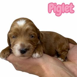 Piglet - Red female Australian Labradoodle puppy in Upland, California from Kings Labradoodles