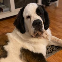 Saint Bernards from Sweetest Saints