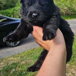 Red collar - Bi-color male German Shepherd puppy in Dexter, Missouri from Vom Morris Haus German Shepherds