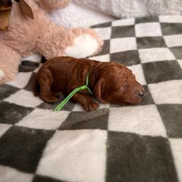 Green boy Akc mini Poodle - Red  male Poodle puppy in Blaine, Washington from Midwest Miniature Poodles