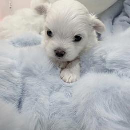 AKC - White Diamond - White male Maltese puppy in San Mateo, California from AKC Maltese California