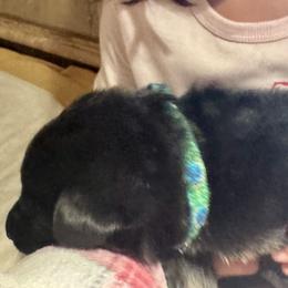 Green Girl - Black and red female German Shepherd puppy in Rolesville, North Carolina from Ransomshire Shepherds