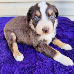 Bella - Black tri-color female Australian Shepherd puppy in Charlotte, North Carolina from Awesome Aussies