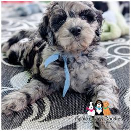 FERN - F1b - Wavy Coat - Beautiful Eyes...OFA-Genetics-2 Yr Warranty-Microchip. - Merle female Goldendoodle puppy in Jeddo, Michigan from Apple Creek Doodles