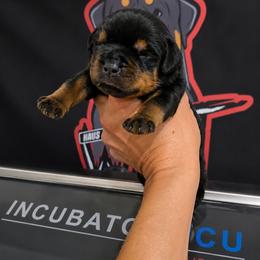 Brown boy - Black and mahogany male Rottweiler puppy in Lake City, Florida from Haus Der Wut Kennels