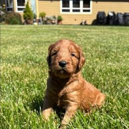 Boy 3 - Red  male Goldendoodle puppy in Silverton, Oregon from Rambler Goldens