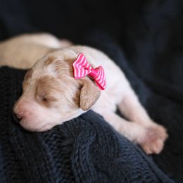 Goldendoodle Puppies from Moore Mini Goldendoodles to Love