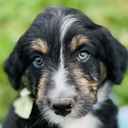 Aussiedoodles, Australian Mountain Doodles, Bernedoodles, and Poodles from Pear Tree Pups