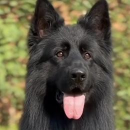 German Shepherds from VanBlargan German Shepherds