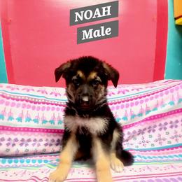 Noah Grey collar - Black and red male German Shepherd puppy in Bedias, Texas from TiPi S Ranch's German Shepherds