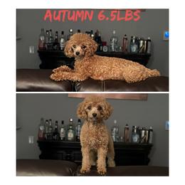 Autumn - Poodle
