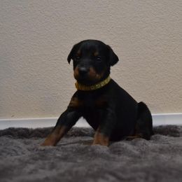Doberman Pinscher Puppies from Obsidian Kennels