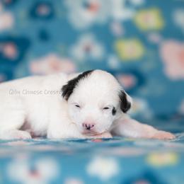 Sprout - White and black male Chinese Crested puppy in Kentucky from Qilin Chinese Crested