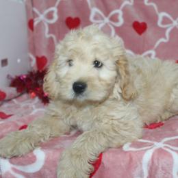 Lazer - Apricot male Goldendoodle puppy in Tuscola, Illinois from Dream on puppies