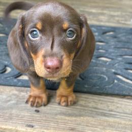 AKC Male 2600 - Chocolate and tan male Dachshund puppy in Summerville, South Carolina from Funk's Four-Legged Friends