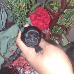 Boy 1 - Black and white male Shih Tzu puppy in Birmingham, Alabama from K&D kennels