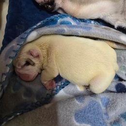 Taco - Red brindle and white female Bulldog puppy in Laurel, Montana from Bull Mountain Bulldogs