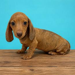 Lawson - Brindle male Dachshund puppy in Lincoln, Arkansas from Red Dirt Dachshunds