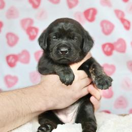 Blk female brindle points - Black female Labrador Retriever puppy in Williamston, Sc, South Carolina from Dutton Dog Co & Dalla Grazia Doberman