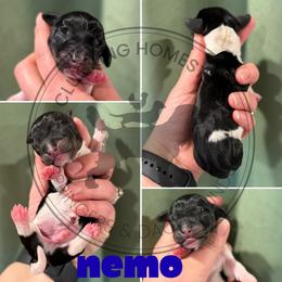 Nemo - Piebald male Dachshund puppy in Fond Du Lac, Wisconsin from Clucking Homestead Springers & Dachshunds