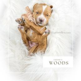 W O O D S - Red  male Goldendoodle puppy in Cedar City, Utah from Cedar Doodles- Home of the Teddybear Goldendoodle