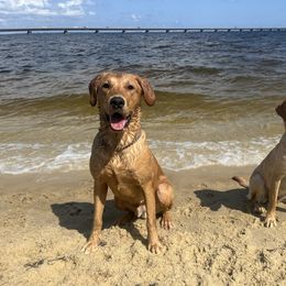 Labrador Retriever All Grown Up from Climbing Stone Labradors