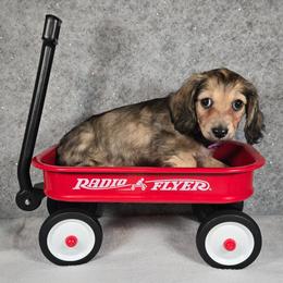 Zuzu aka Noel - Cream female Dachshund puppy in Pryor, Oklahoma from Mighty Paws Manor