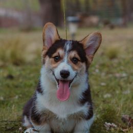 Pembroke Welsh Corgi Puppies from Bear Creek Corgis