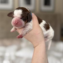 Billie The Kid - Liver white and tan male English Springer Spaniel puppy in Greenfield Center, New York from Ridgeview Springers & Dachshunds