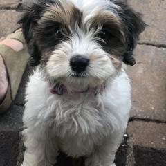 Luna - Cavapoo