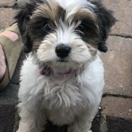 Luna - Cavapoo