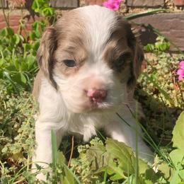 Male 1 - Brown and white male Cocker Spaniel puppy in Gadsden, Alabama from Rich Cat’s