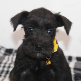 Black Girl 1 Josie - Black female Miniature Schnauzer puppy in Spring Hill, Florida from Suncoast Miniature Schnauzers