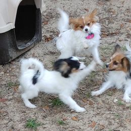 Boxer and Papillon Puppies from Tradition Boxers and Papillons