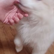 American Eskimo Dogs and Pomskies from House Snow: Kahleesie's Fireborn Pomskies