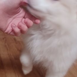 American Eskimo Dogs and Pomskies from House Snow: Kahleesie's Fireborn Pomskies