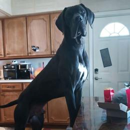 Zeik - Great Dane