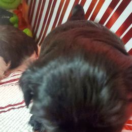 Shih Tzu Puppies from Furever Hometown Shih Tzu