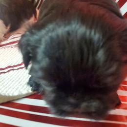 Shih Tzu Puppies from Furever Hometown Shih Tzu