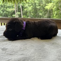 Purple collar - Chocolate female Boykin Spaniel puppy in Comer, Georgia from Weavers Kennels