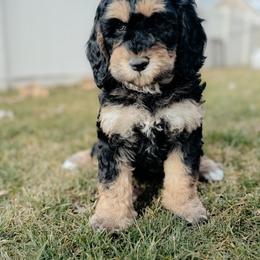 Dobi - Phantom female Goldendoodle puppy in Caldwell, Idaho from Boise Doodle Co.