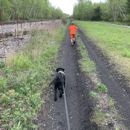 Dilute Retriever and Labrador Retriever Puppies from Royalty Retrievers